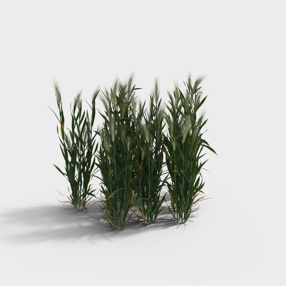 Field of Wheat 3D model
