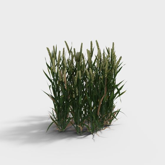 Vibrant 3D Wheat Model for Creative Applications