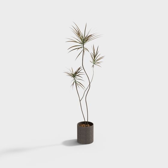 Vibrant Dracaena Marginata 3D Model Design