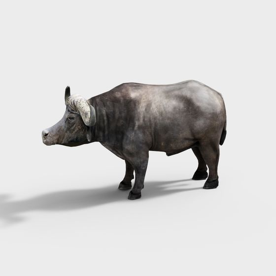 African Water Buffalo 3D Model - Guardian of the Grassland