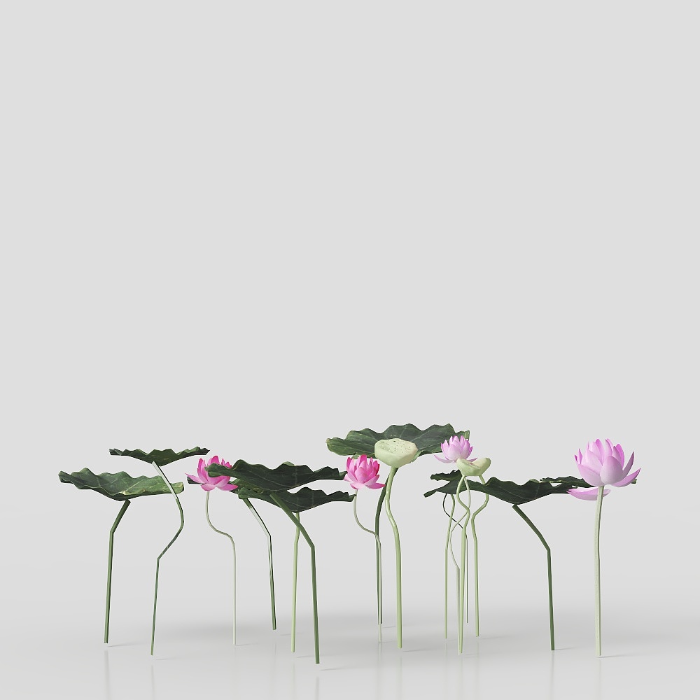 Lotus Leaves and Flowers Low-Poly 3D Model