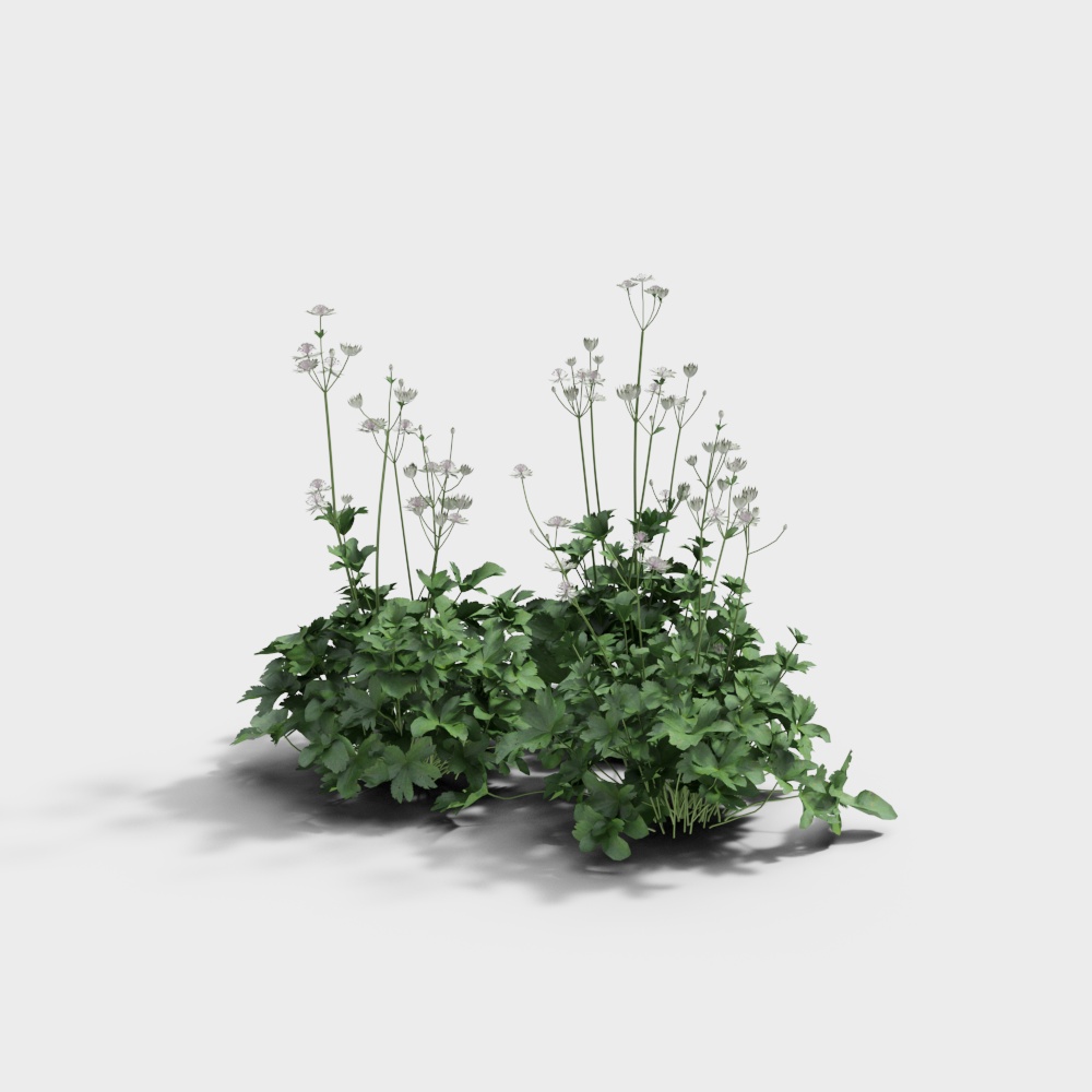 Grass-Flower-230828-1-2-YJ