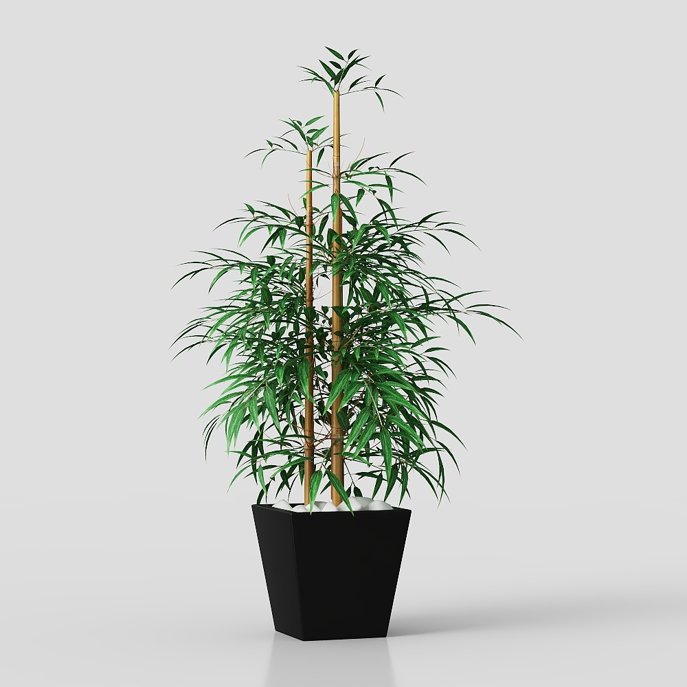 Unique Bamboo Plant 3D model