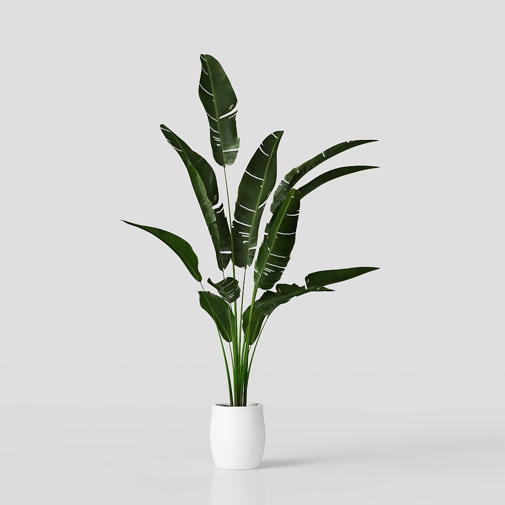 盆栽綠色植物花草