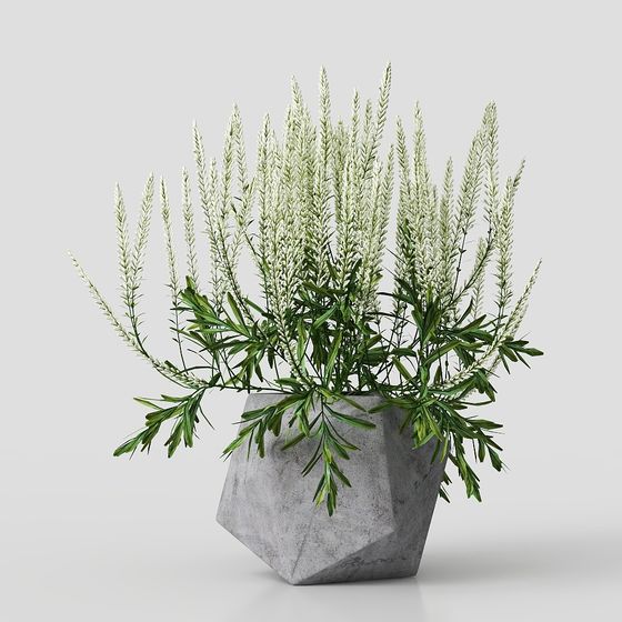 Urban Green Plant Low-Poly 3D Model