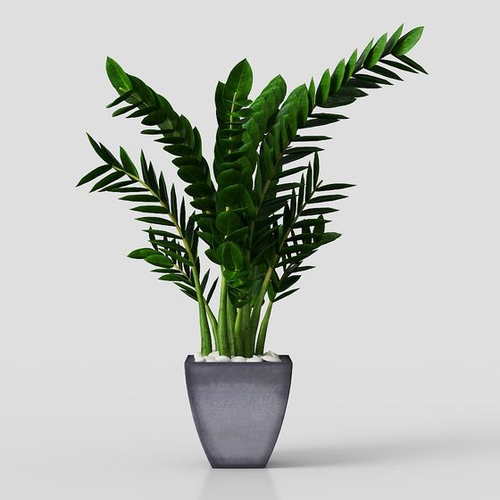 chậu cây xanh hoa cỏ