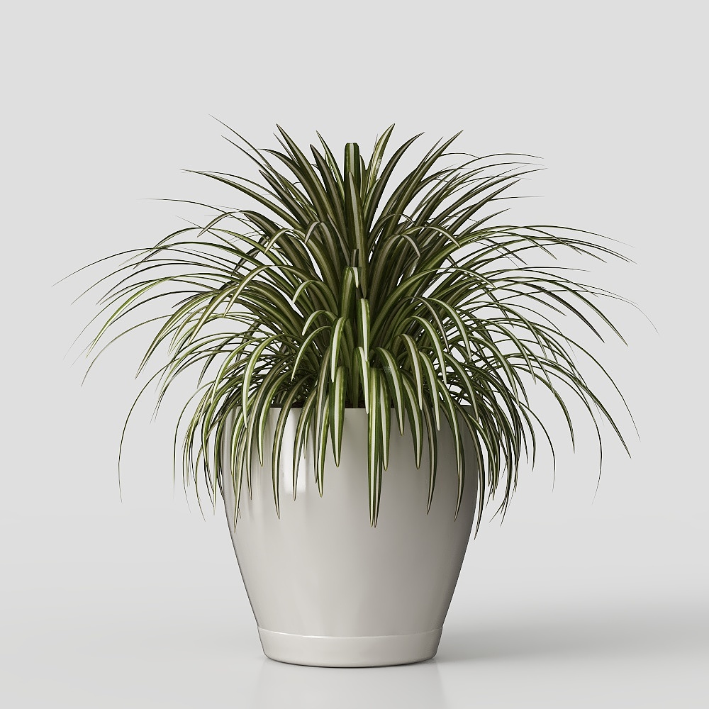 potted green plant flowers grass