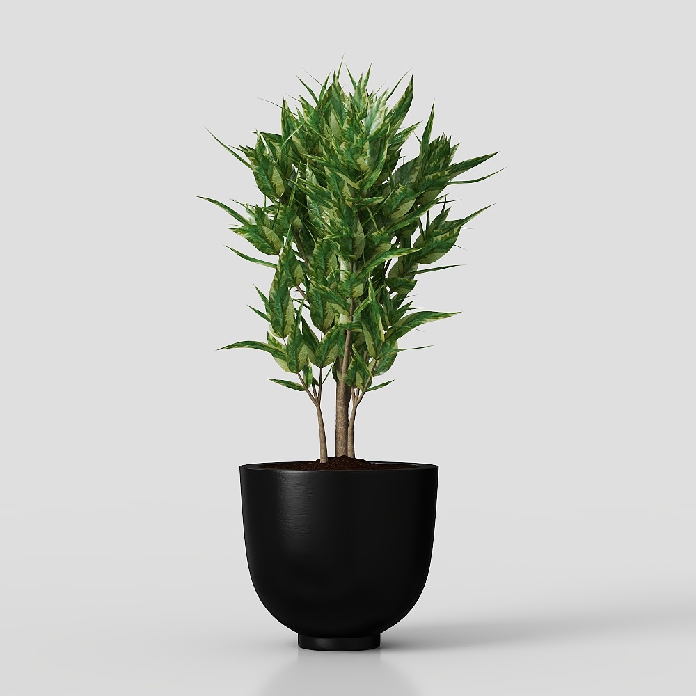 chậu cây xanh hoa cỏ