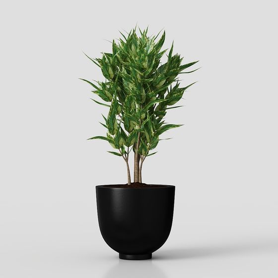 chậu cây xanh hoa cỏ