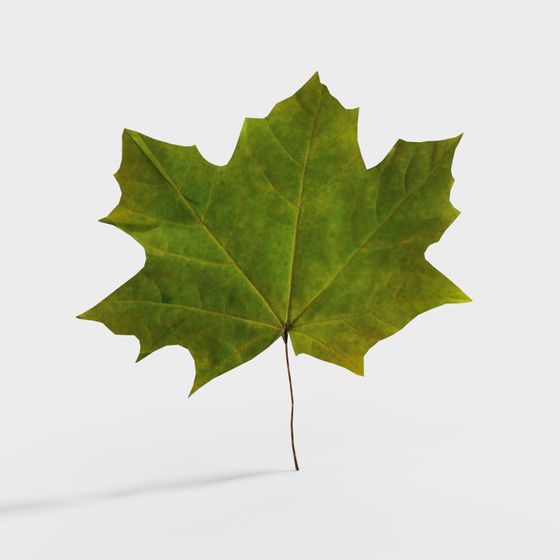 Low Polygon Maple Leaf 3D model