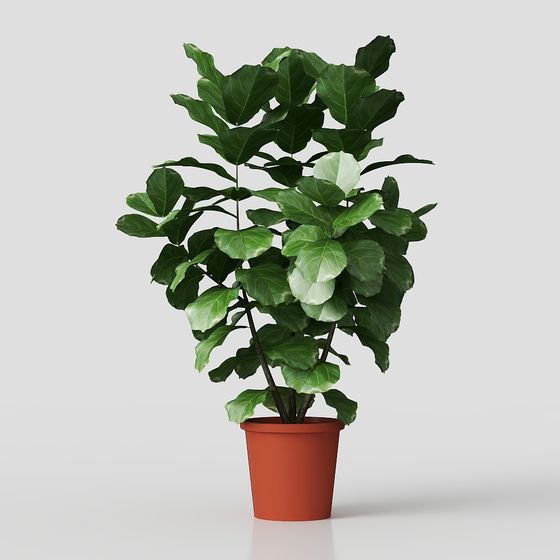 décoration de plantes en fleurs et en pots d'herbe