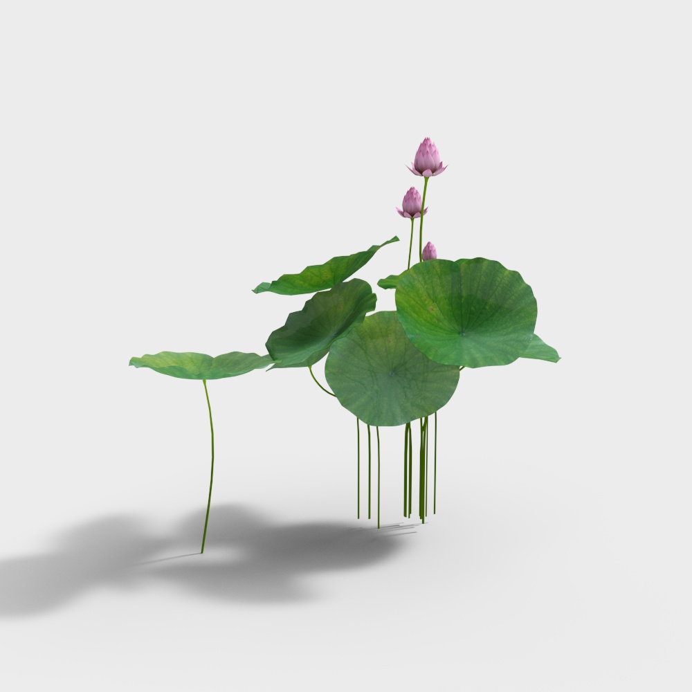 flowers outdoor plants grass decoration