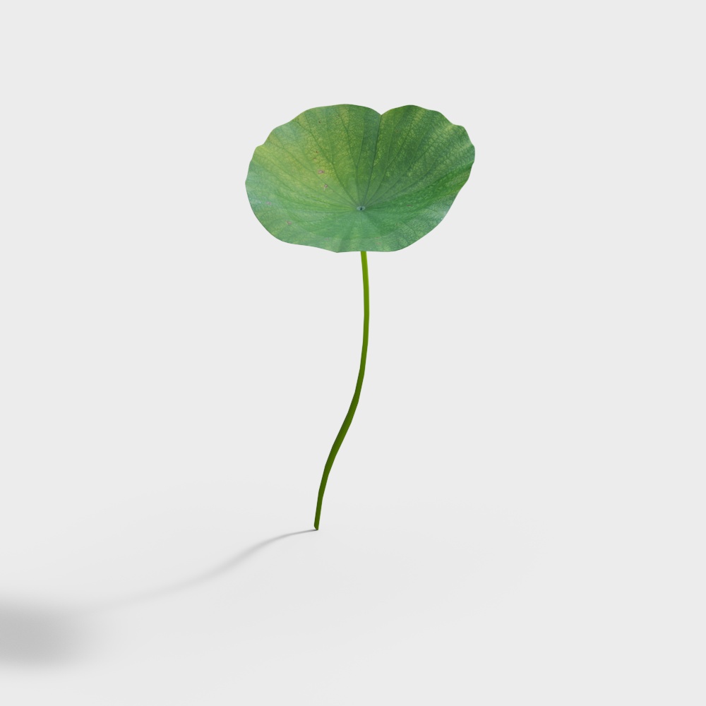 Lotus Leaf and Stem 3D model