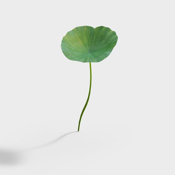Lotus Leaf and Stem 3D model