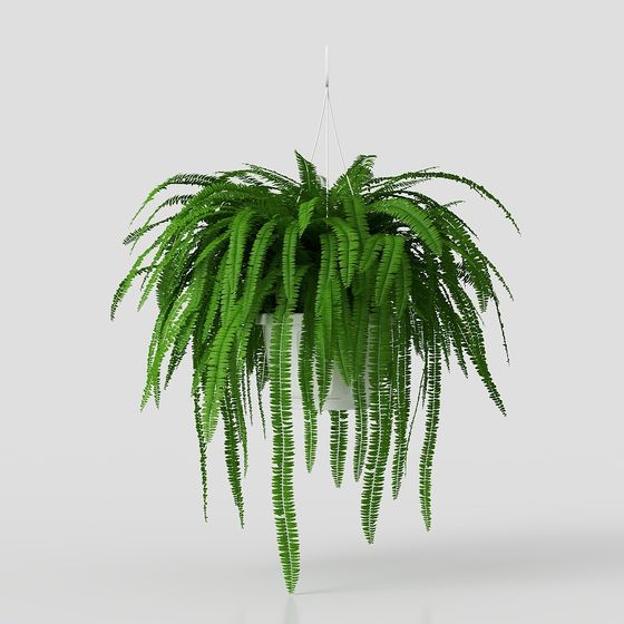 Hanging Basket Fern 3D Model