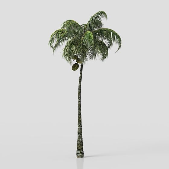 Realistic Coconut Tree 3D model for Tropical Scenes