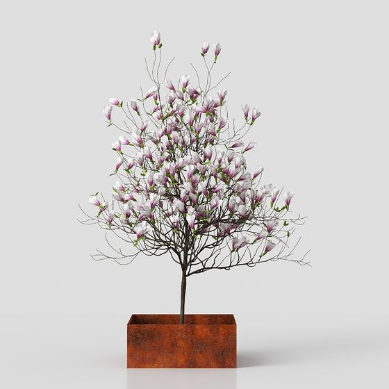 Magnolia in Spring 3D model