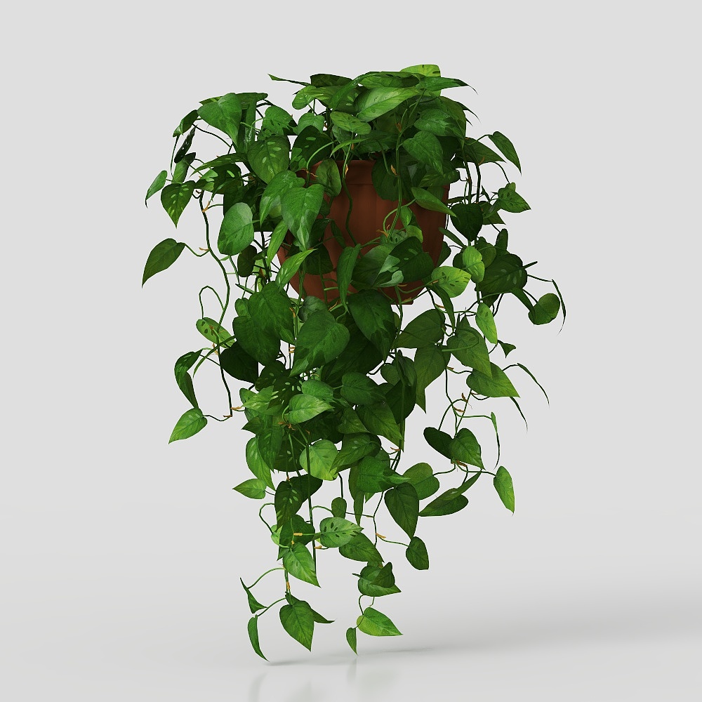 green plant flower leaf grass potted vase