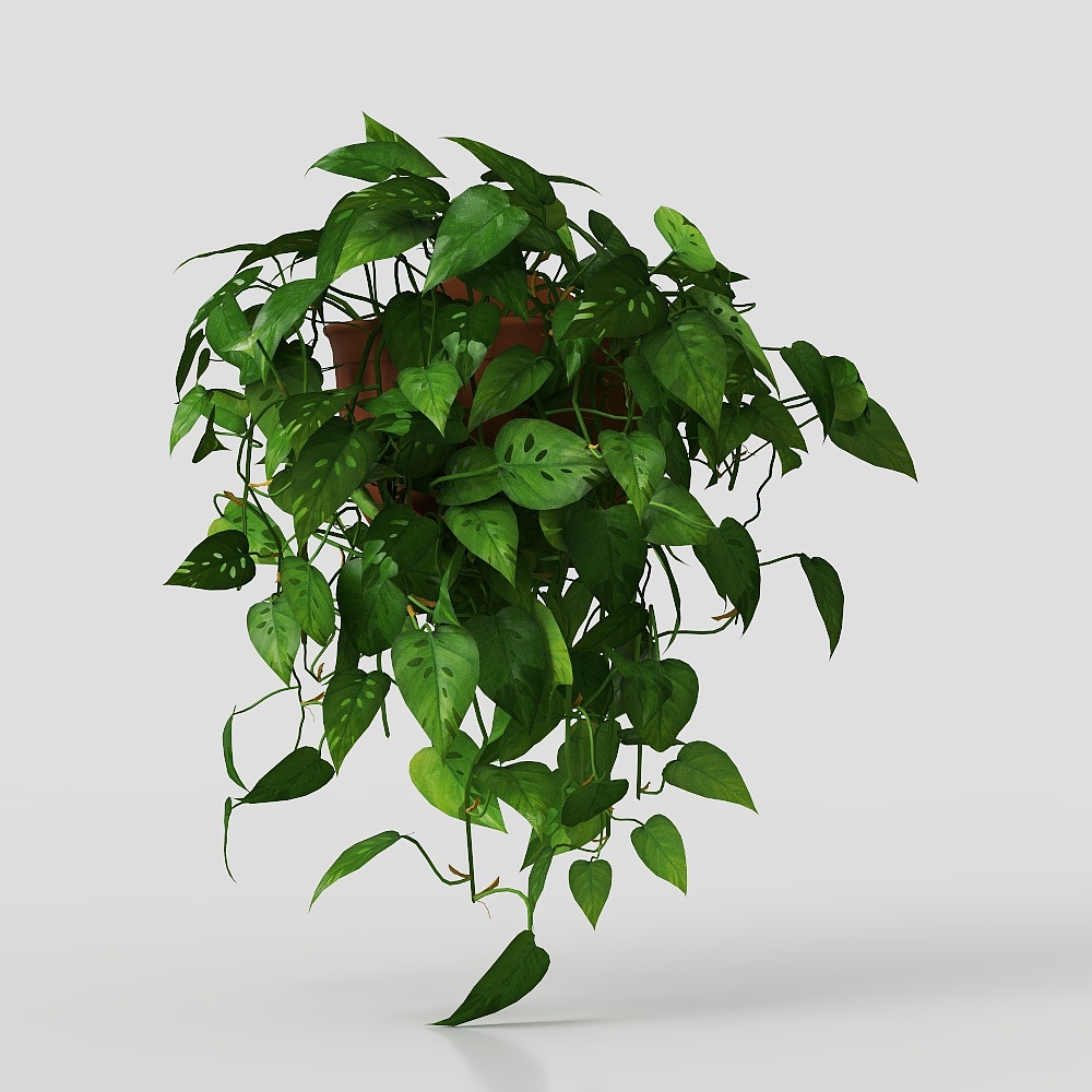 green plant flower leaf grass potted vase