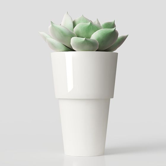 Succulent in Pot 3D model