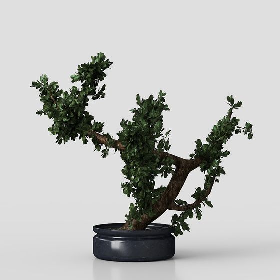 Bonsai Tree 3D Model – Realistic Low-Poly Plant