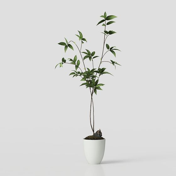 Indoor Plant 3D Model for Creative Design