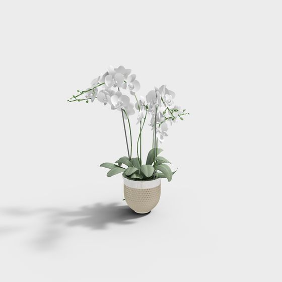 Phalaenopsis Orchid 3D model