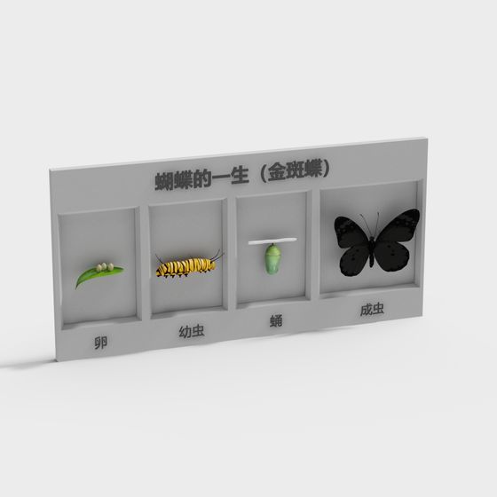 Butterfly Life Cycle 3D Model Display Board
