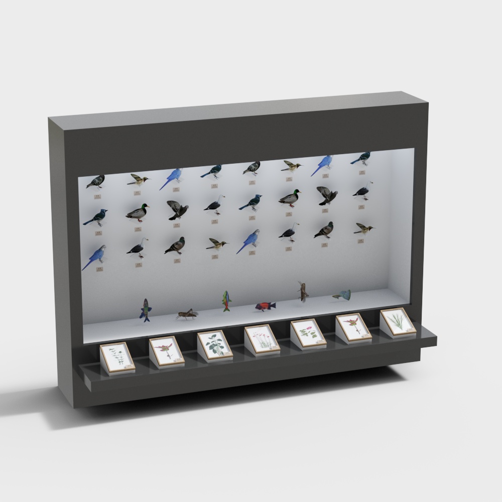 specimen display cabinet