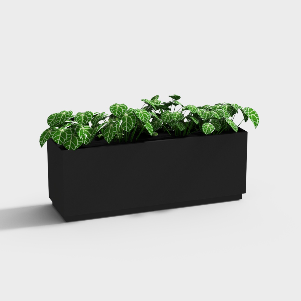 Plant potted green plant flower box