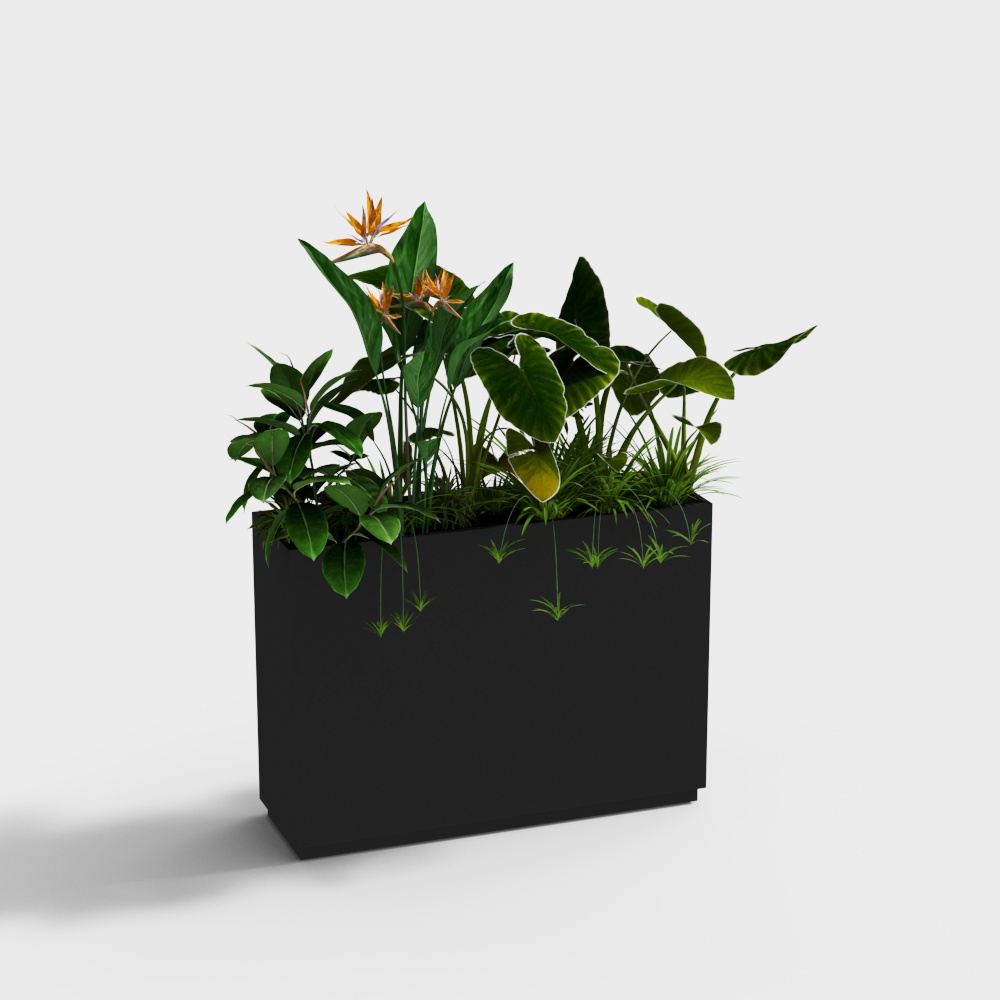 Plant potted green plant flower box