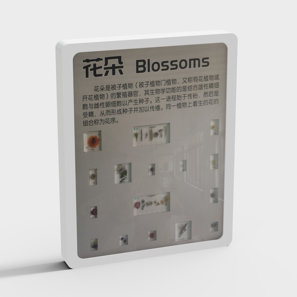 specimen display wall