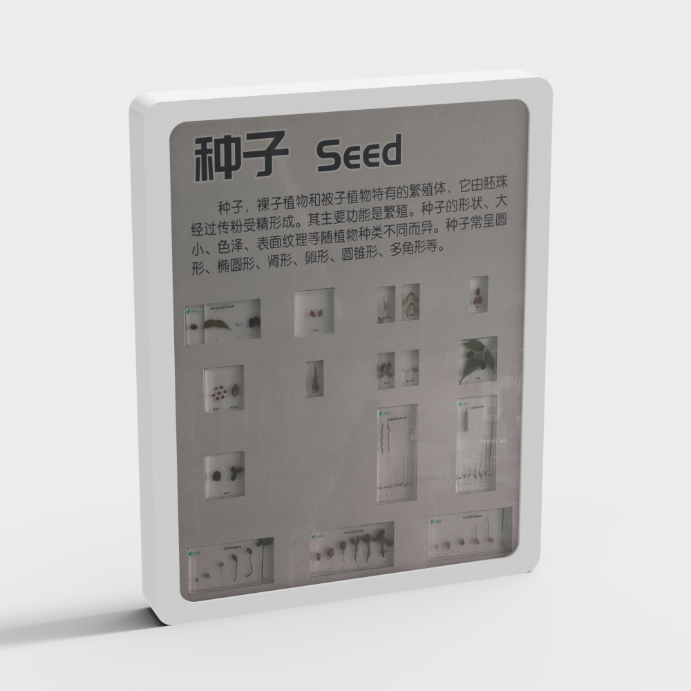 標本ディスプレイウォール