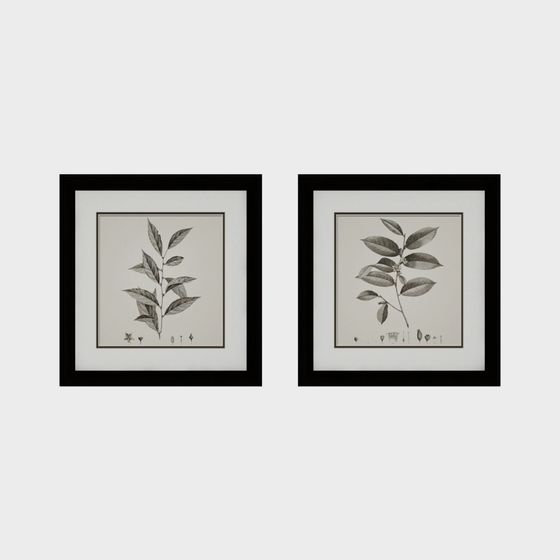 Botanical Framed Prints 3D model