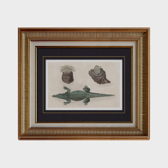 Vintage Crocodile 3D Model for Creative Projects