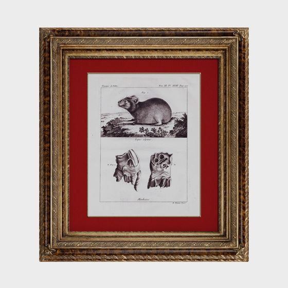 Antique Illustration Frame 3D model