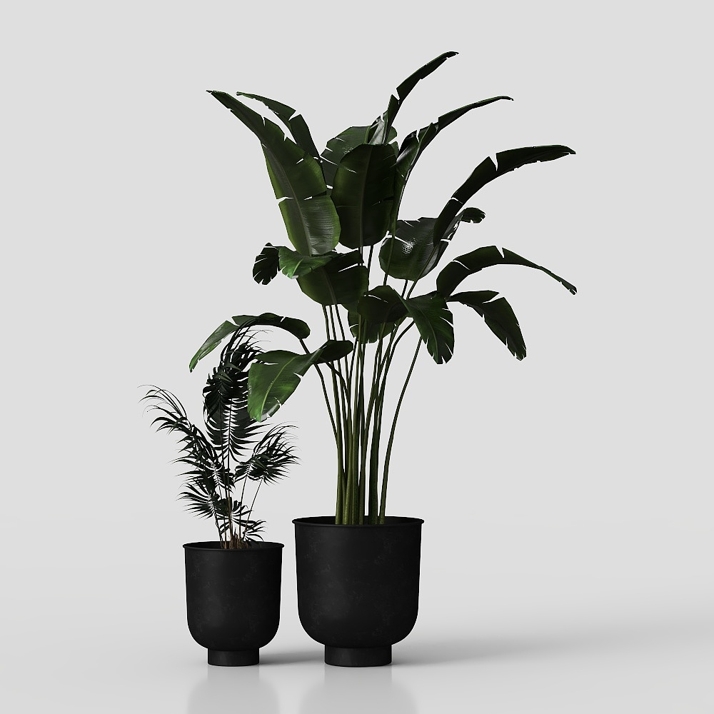 plantas verdes pájaro del paraíso