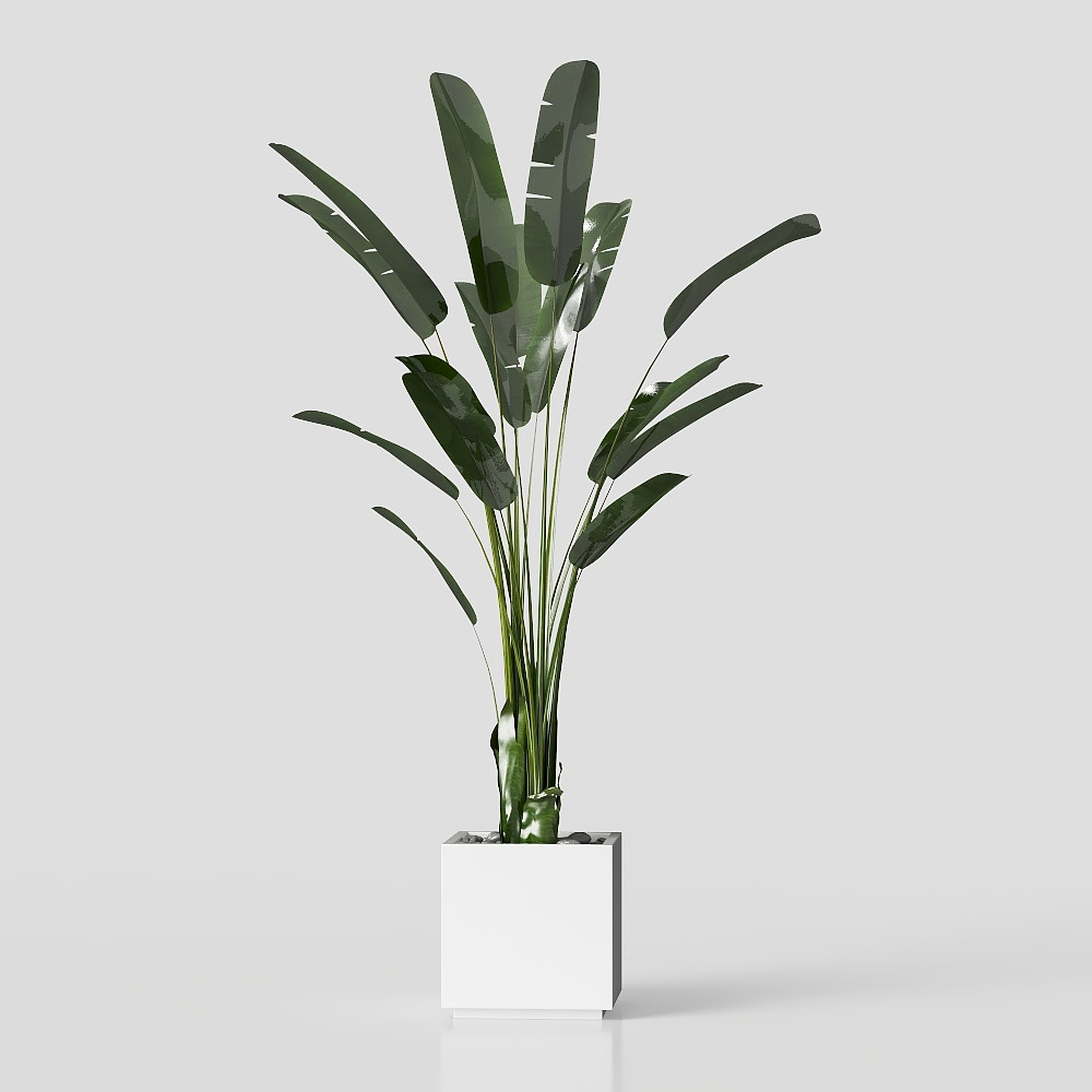 зеленые растения