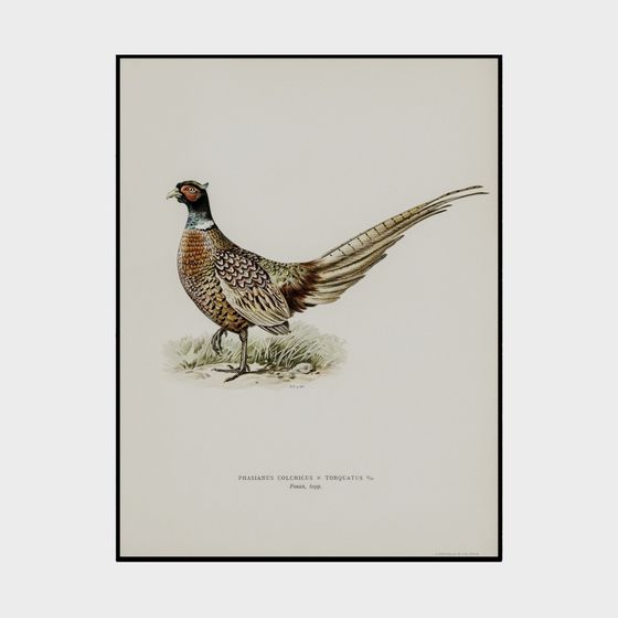 Pintura decorativa con patrón de pájaros del sudeste asiático