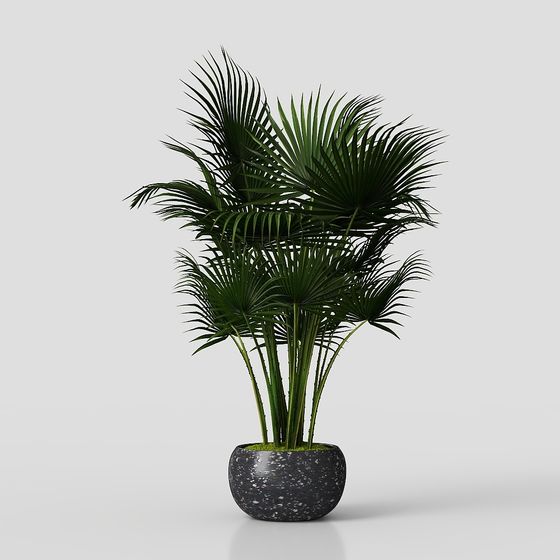 Tropical Potted Plant 3D Model