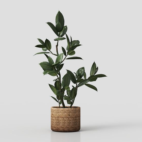 green plants