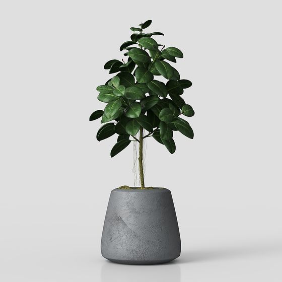 Indoor Rubber Tree Planter 3D model