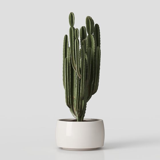 Realistic Cactus 3D Model in Low Poly Design