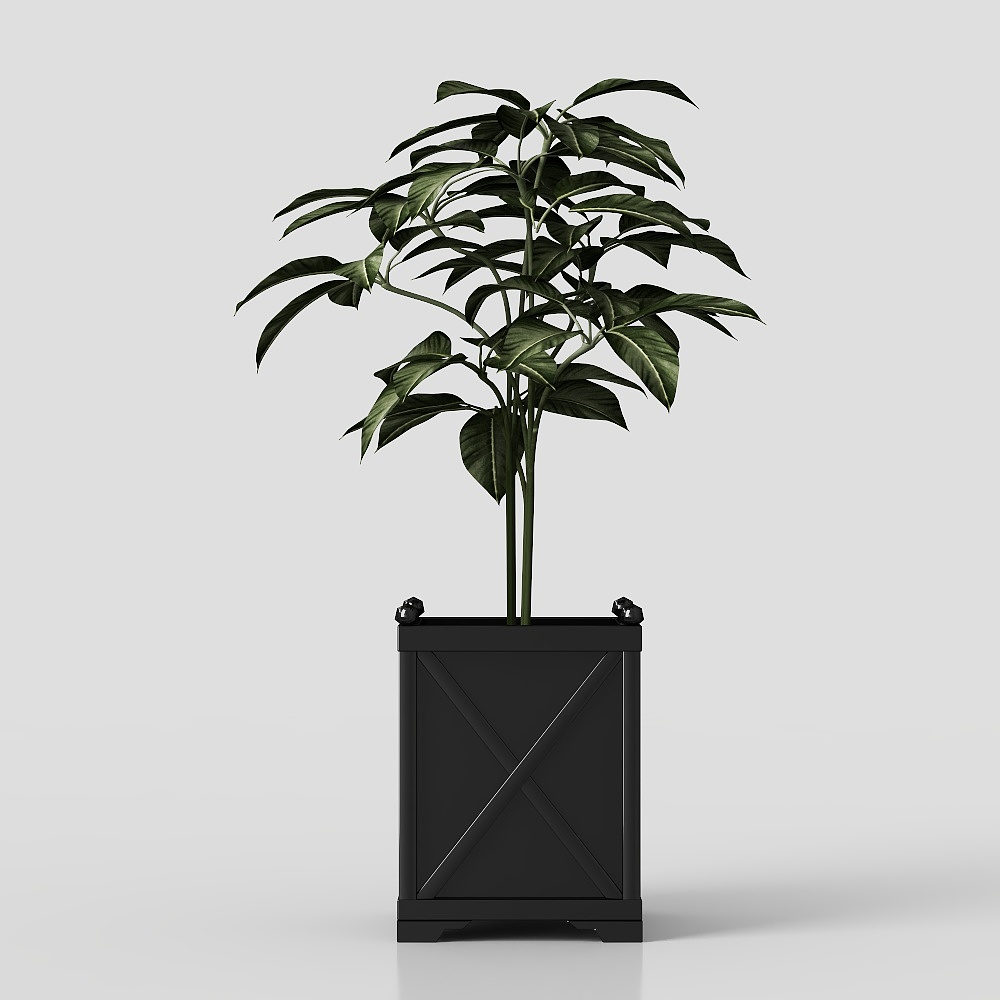 зеленые растения