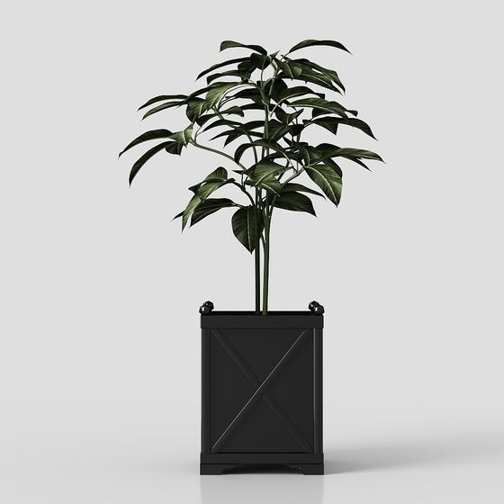 зеленые растения