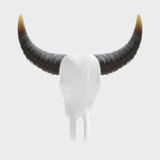 Savannah Spirit Bull Skull 3D model