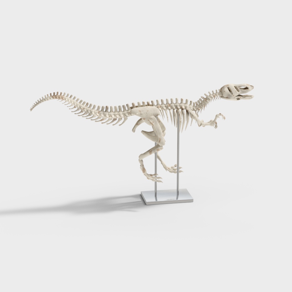 Realistic Dinosaur Skeleton 3D Model