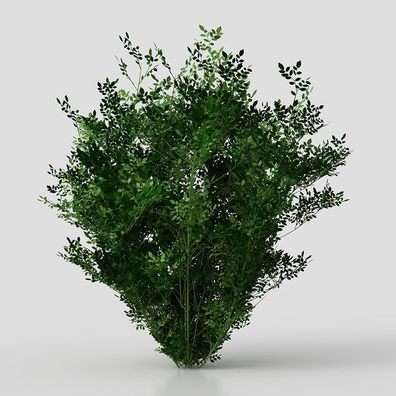 พุ่มไม้-17