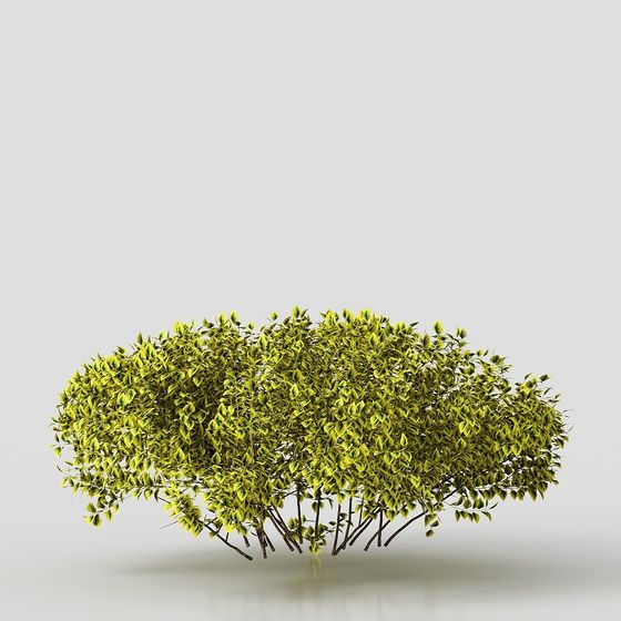 Lush Green Bush 3D model