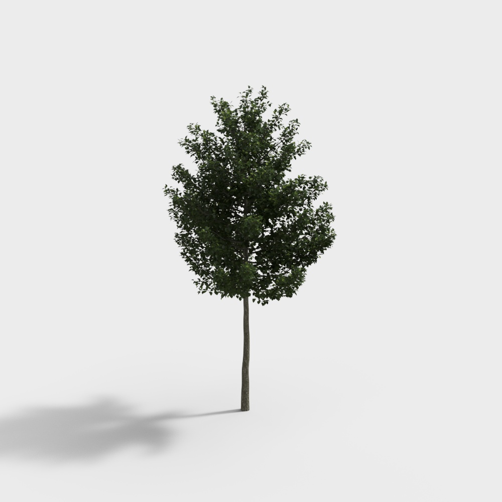 ต้นไม้ 03